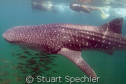 Friendly whale shark with snorkelers, Isla Mujeres, Mexic... by Stuart Spechler 